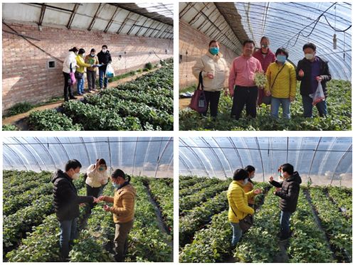 资划所专家赴京郊指导草莓生产